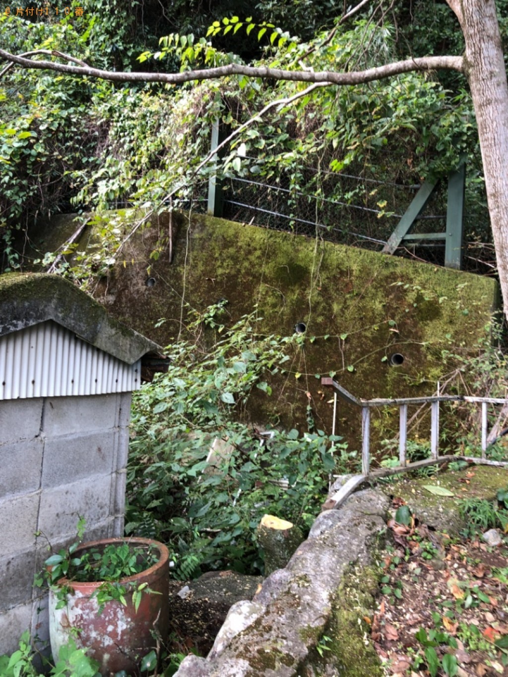 木の伐採作業ご依頼　お客様の声